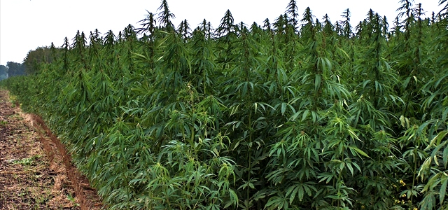 Esrar ve THC Nedir?