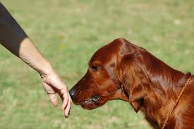 Köpekler Kanserin Kokusunu Alabilir mi?